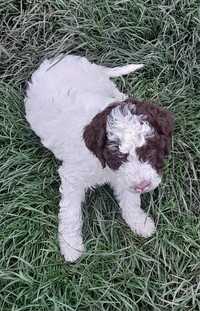 Vând un cățel Lagotto Romagnolo