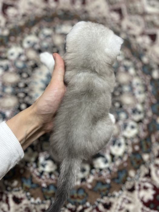 Shinshila britanskiy