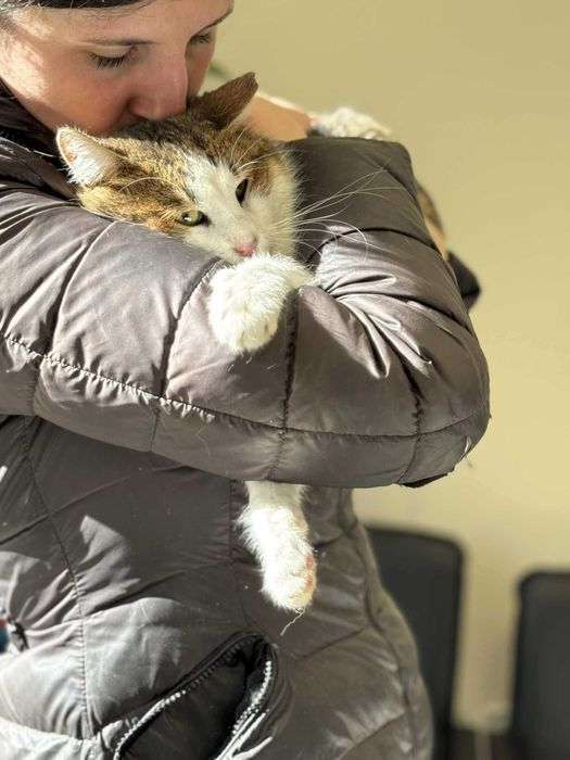 Мъжко коте търси дом