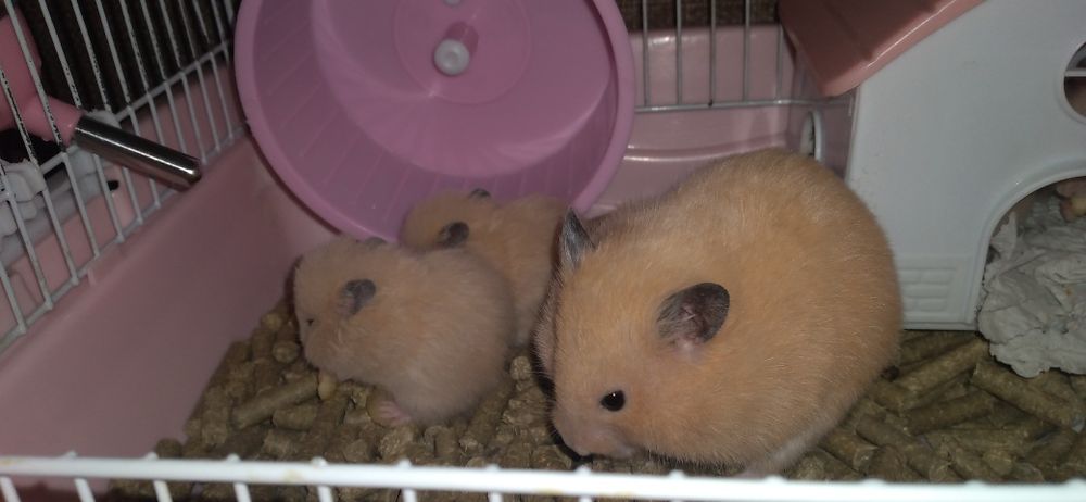 Хомячки молодые Смотрите 4фото Читайте описании