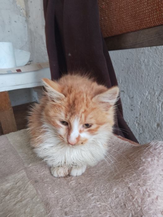 Подарявам котета