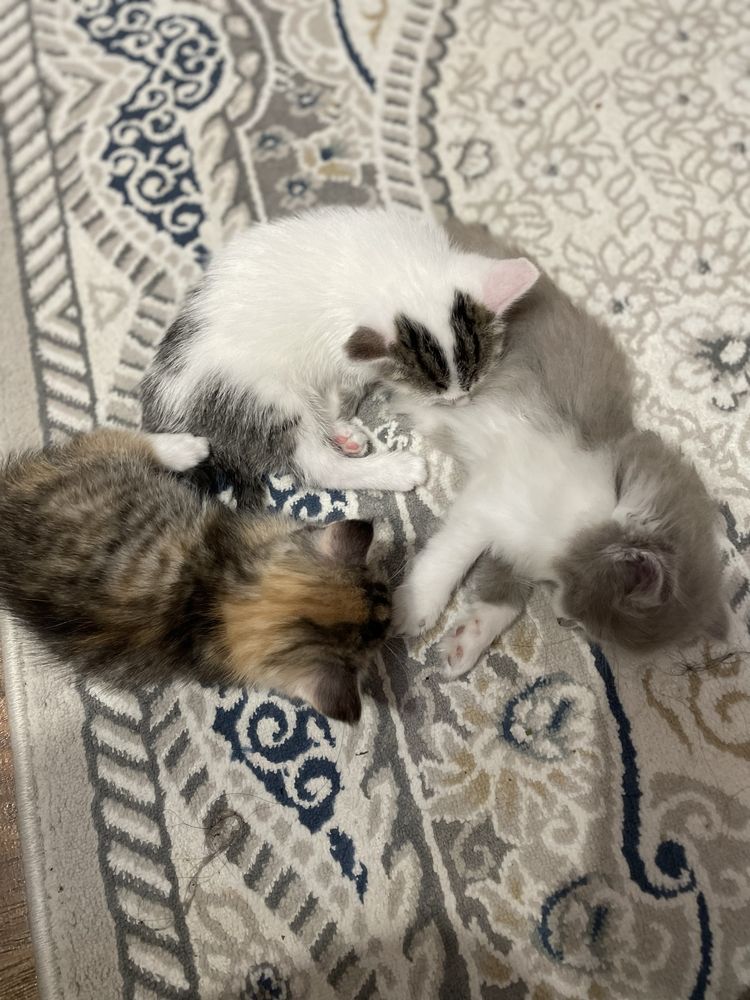 Котята, 5 девочек!
