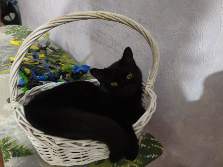 Потерялась молодая кошечка.