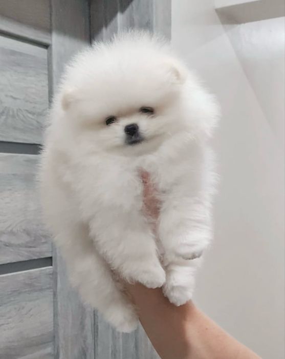 Pomeranian Spitz