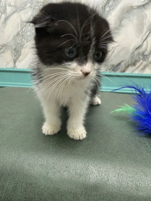 Скотиш фолд