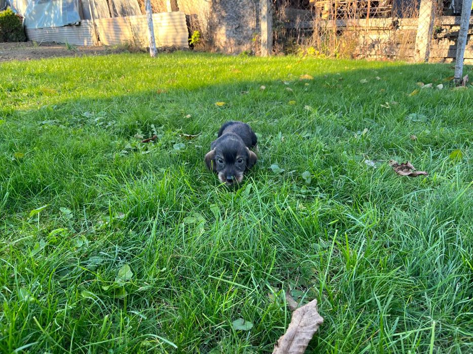 Teckel Sarmos - pui cu acte (pedigree) in regula