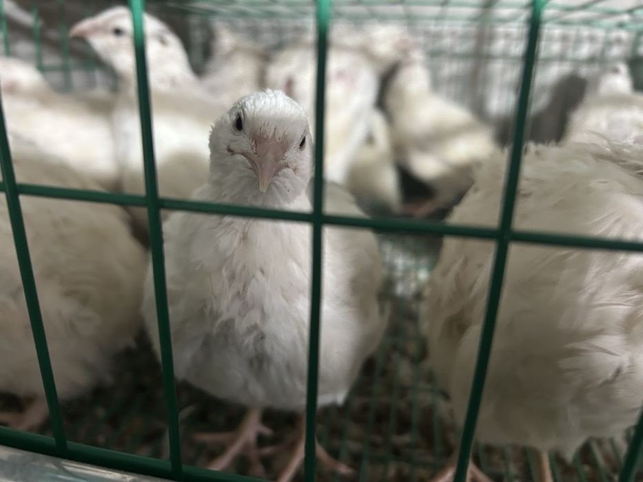 Prepelite Gigant Polar