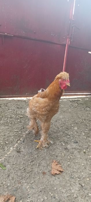 Vând Cocoş Cochinchina