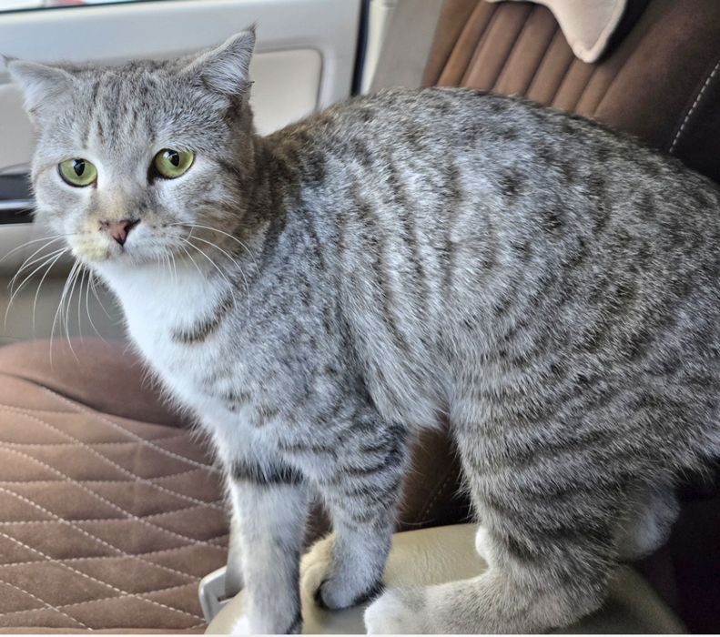 Ищу новый дом для кошечки