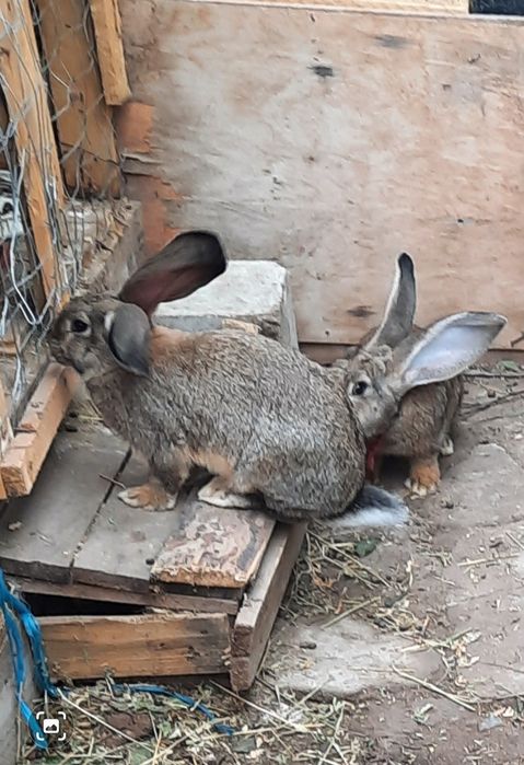 Vând 4 iepuri cu vârsta de 4 luni