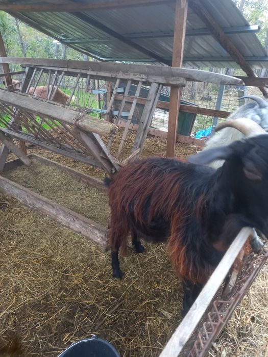 Capre, doua capre si un tap de vanzare