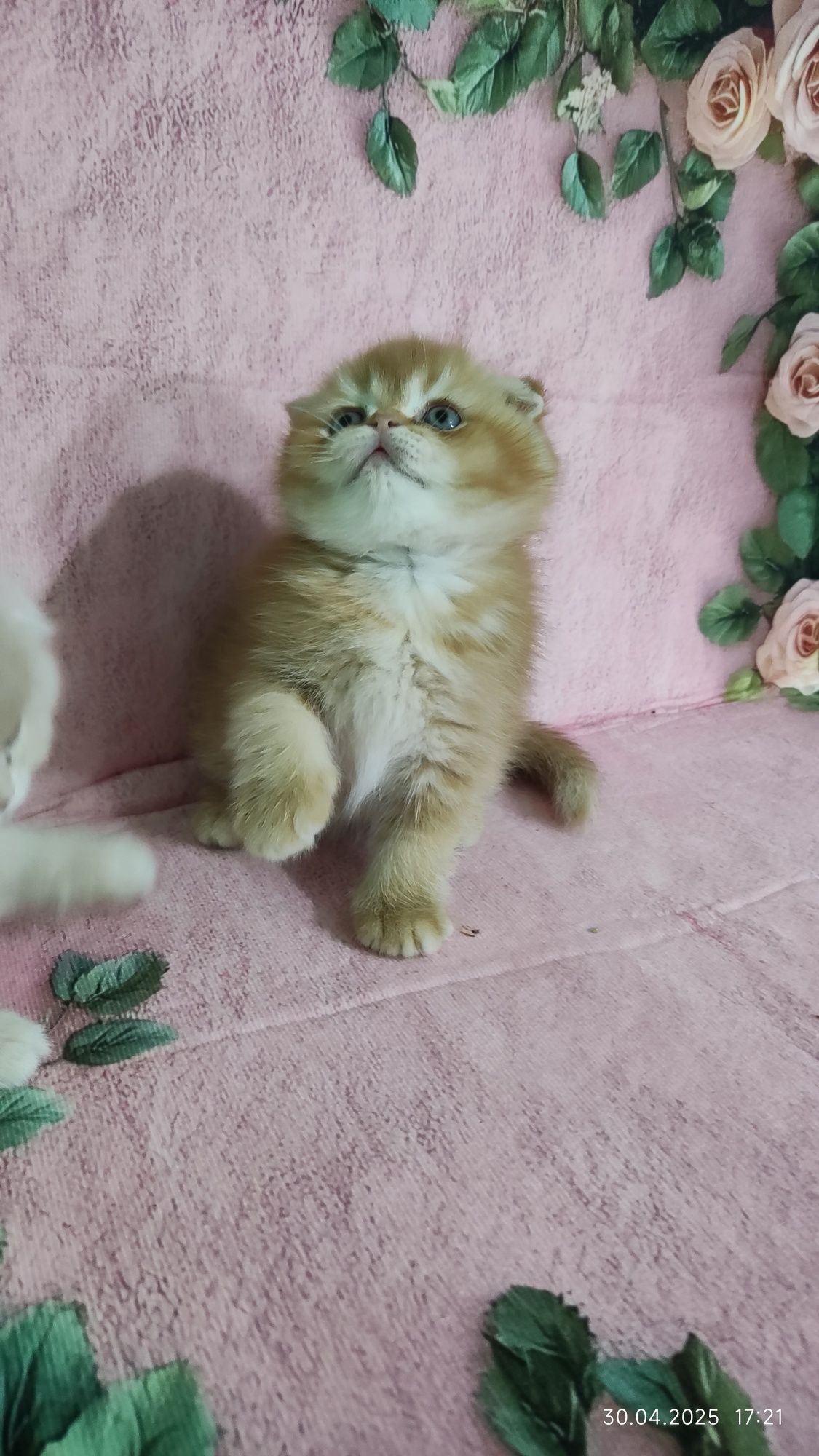Шотландский скотиш фолд