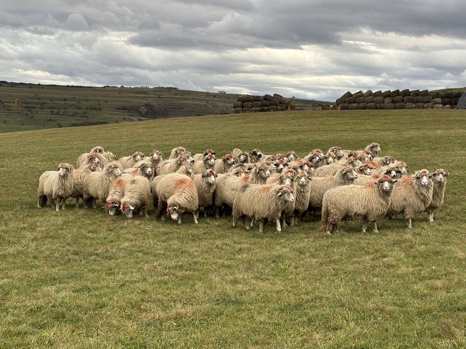 Oi  bune  de  vanzare