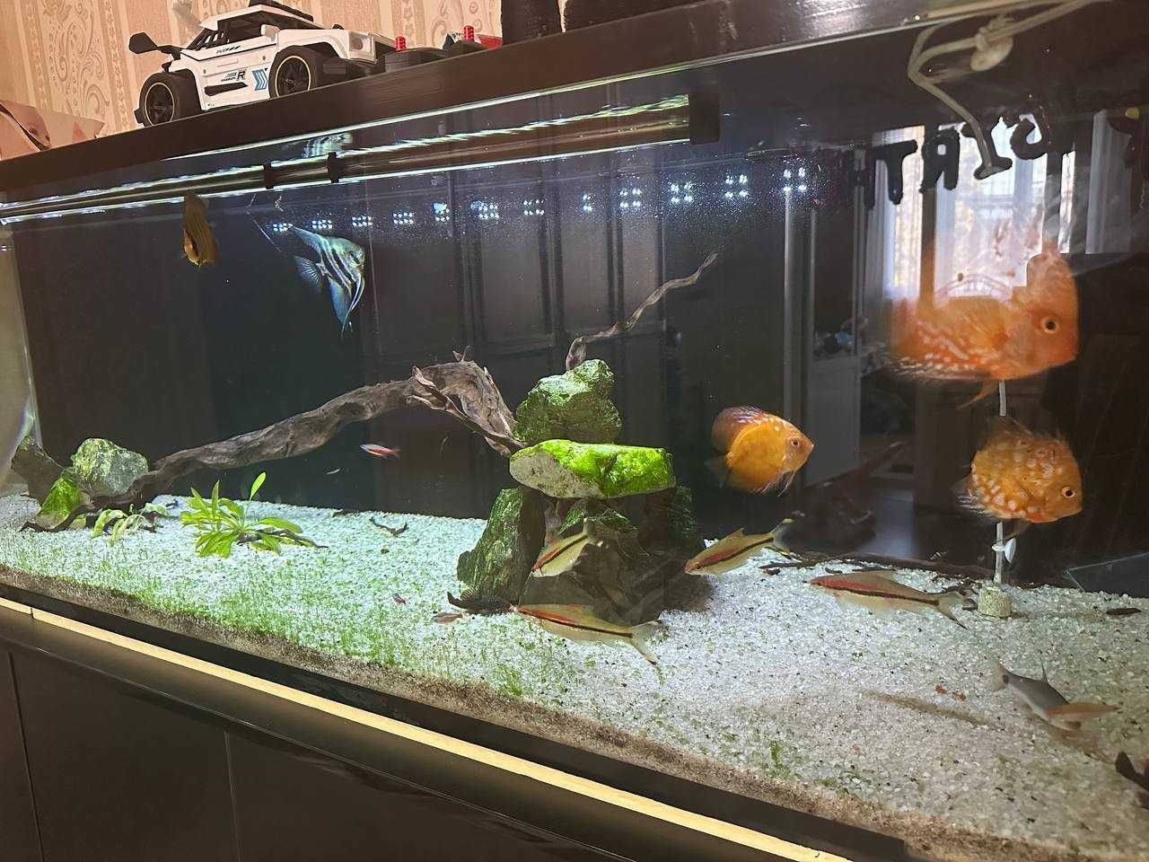 Akvarium sotiladi baliqlari bilan polniy komplekt (480 l)