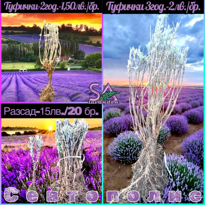 Лавандула и Българска Маслодайна Роза-саксии