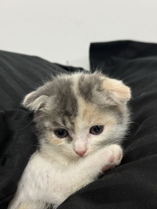 Котёнок девочка шотландская вислоухая