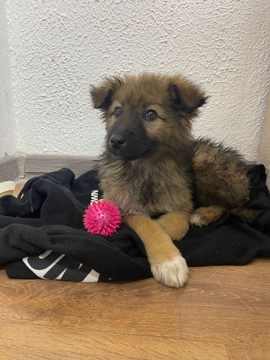 Ищем дом красивой пушистой девочке щеночку