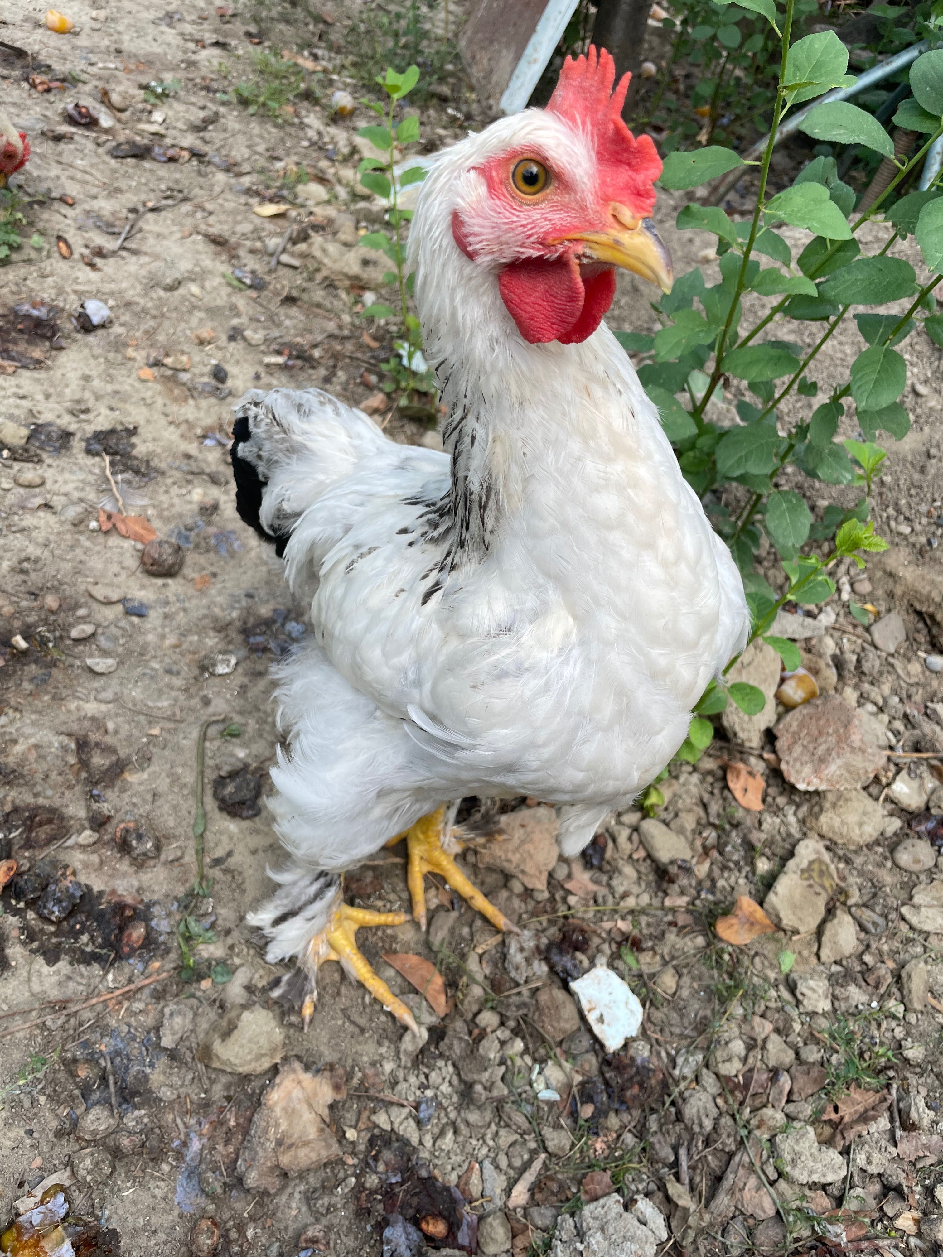 Cocoși de țară tineri