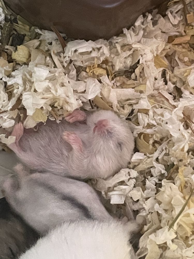 DONEZ HAMSTERI - 6 puiuți, 4 adulți