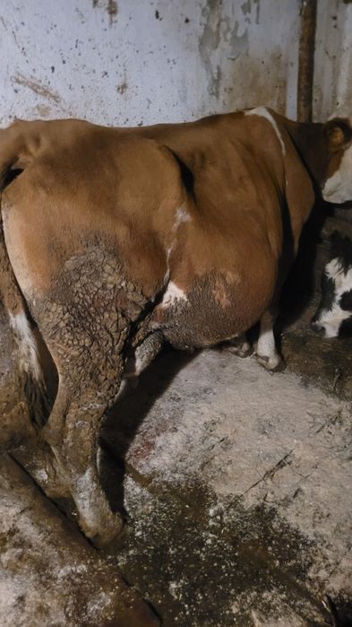 Vând orr vacă bună de lapte