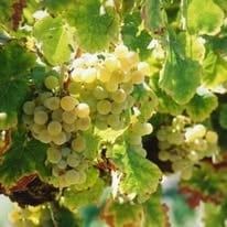 Vand struguri mustoasa de maderat