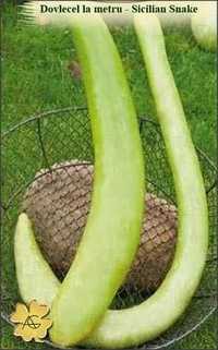 Dovlecel la metru - 25 seminte /gros sau Zucchini Snake