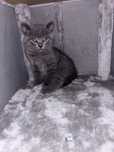 Vând pui british shorthair