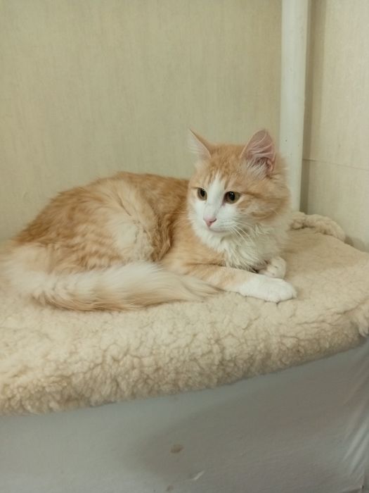 Отдам кота в добрые руки.