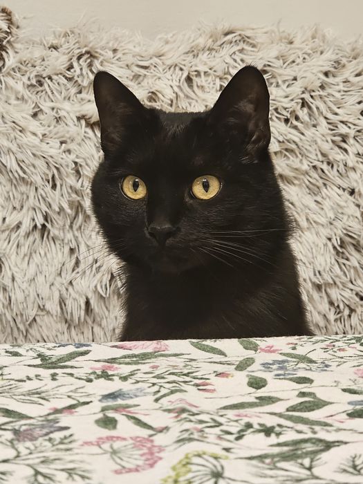 Pisici prietenoase de donat