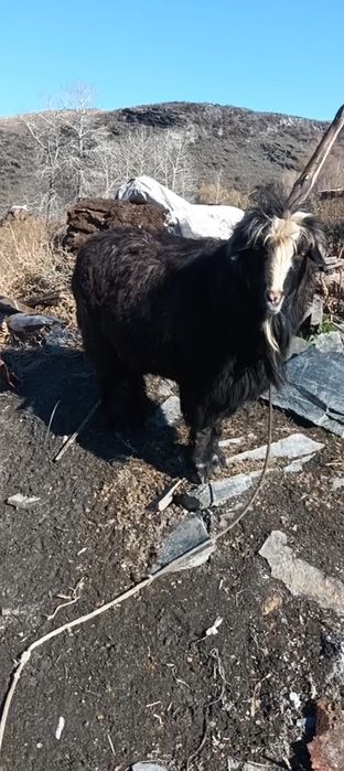 теке сатылады 3 жасар