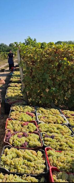 struguri de vin Odobesti,Vrancea