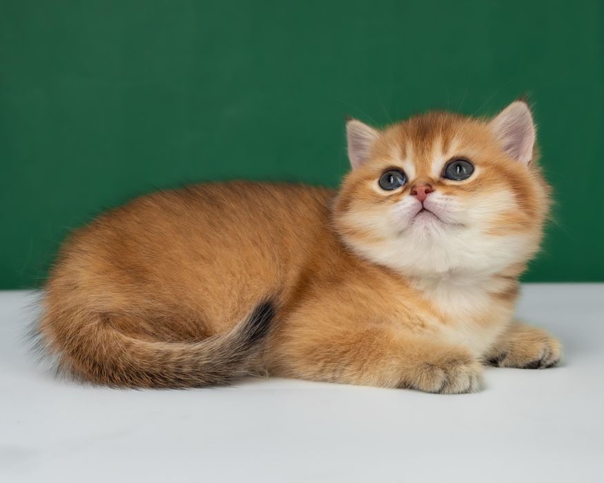 Британские золотые котята. Отправка в другие города!