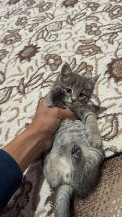 Кошки Мушук болалари текинга хадяга