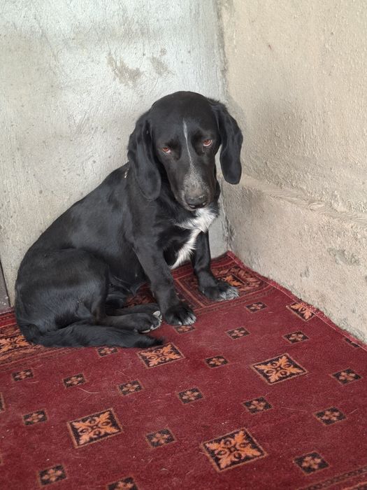 Стерелизованные девочки ,привиты чистоплотны  для дома