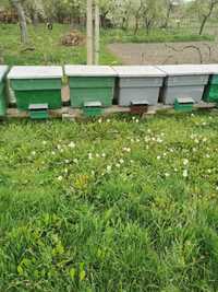 Albine de vânzare 25 familii