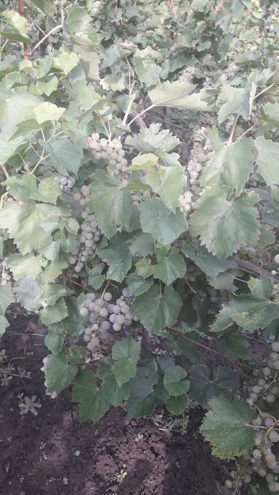 Struguri pentru vin