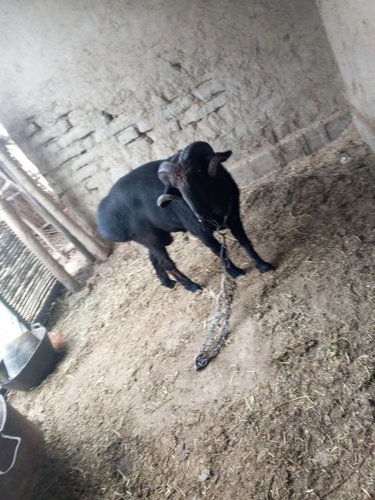 Olgan odam baraka topadi