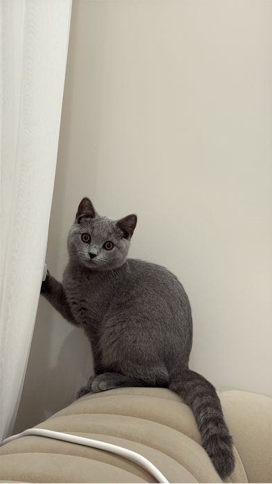 Котенце порода-Британска късокосместа