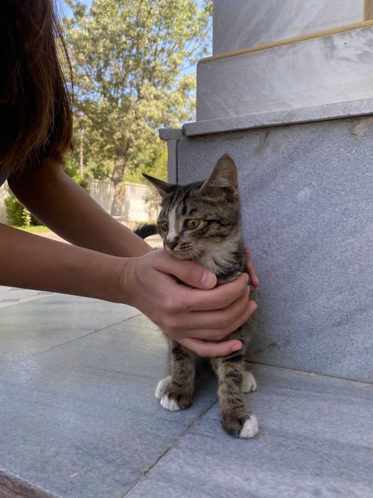Котенок