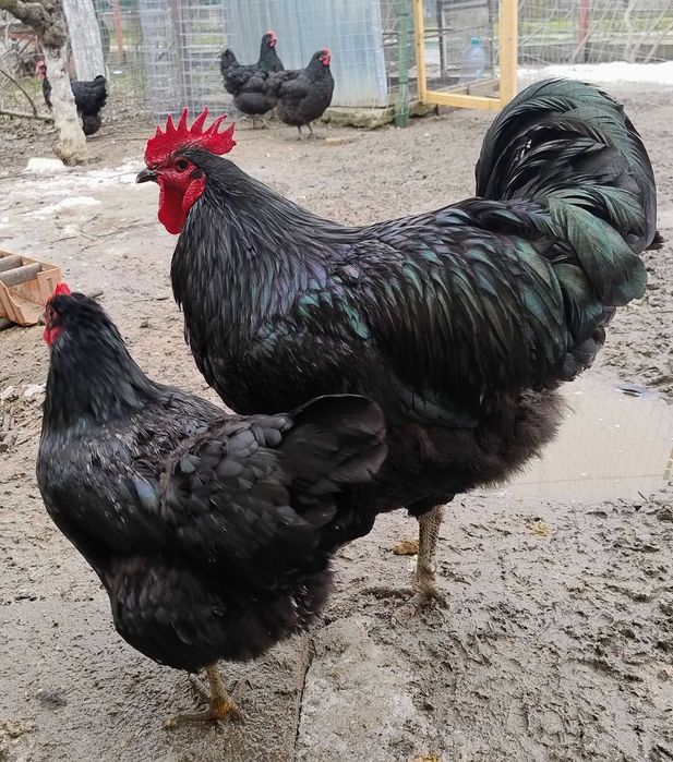 cocosei  Jersey Giant -uriasul american