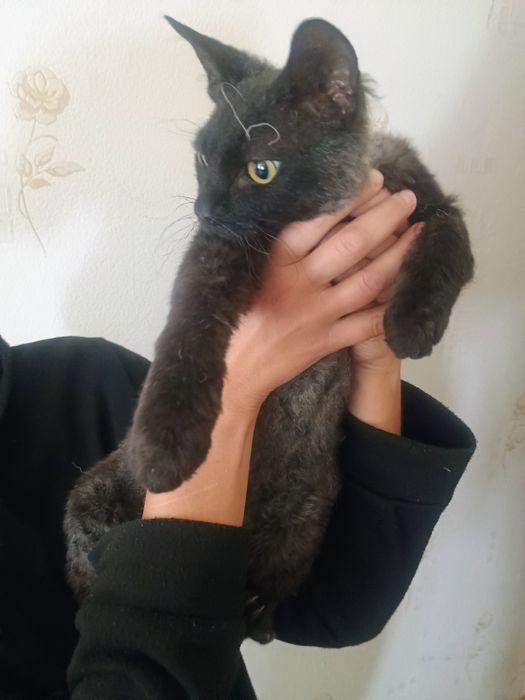 Отдам в добрые руки котика сфинкса( брашик)