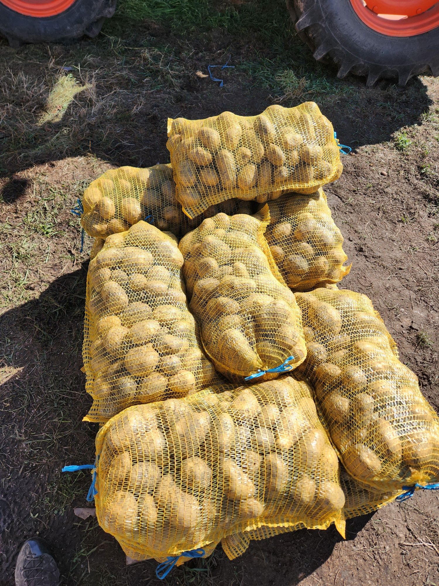 Самоковски картоф, СОРАЯ