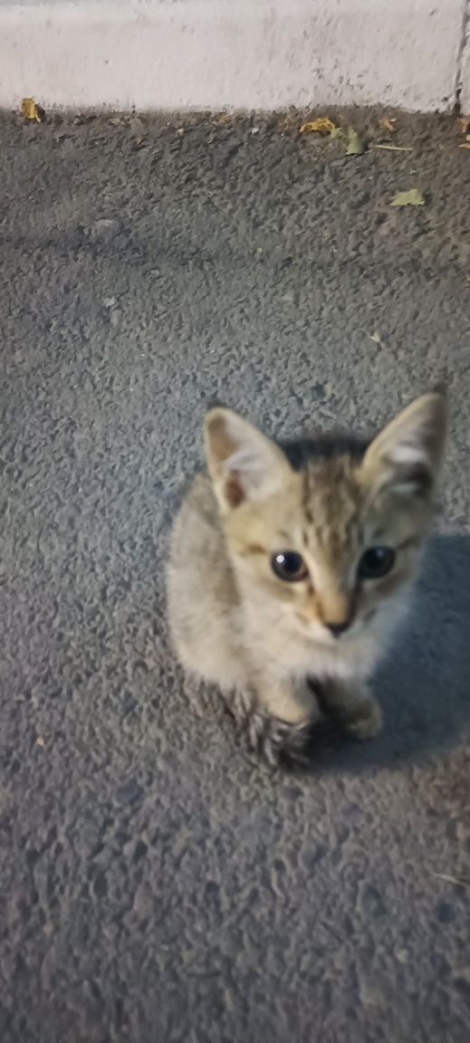 Котят в добрые руки