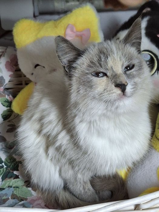 Котик продаётся!!