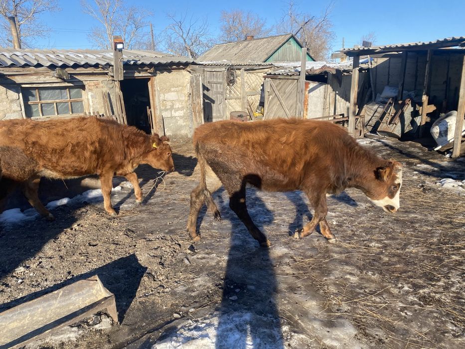 Продам двух телок 1.5 годовалый