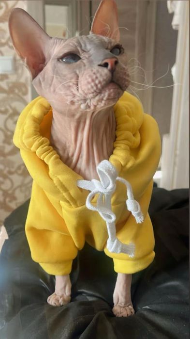 Отдам кота в доброе руки бесплатно