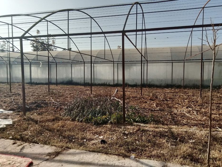 Tplessa parnik sotiladi