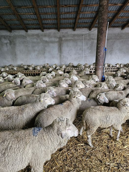 Vand oi cu miel in burta