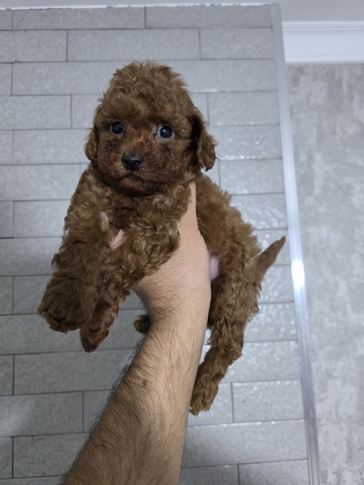 Продаются щенок пудель