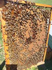 Vand familii albine pe 9,10,11 rame